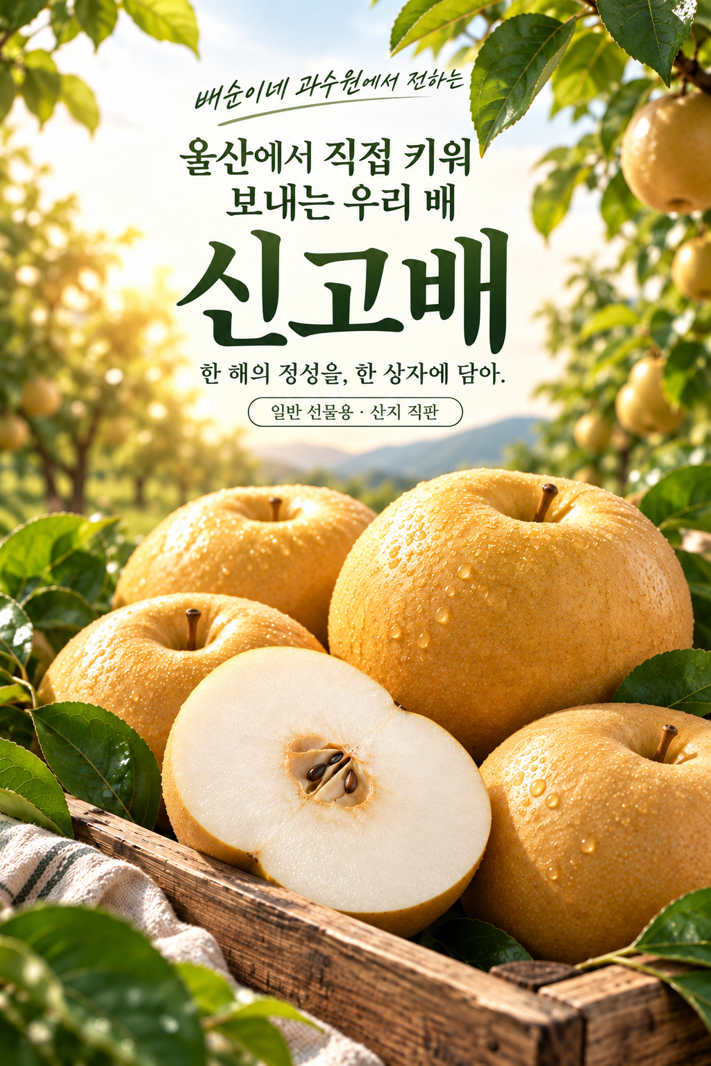 큰 둥근 황갈색 신고배와 흰 과육의 단면을 과수원 분위기로 표현한 소개용 이미지